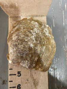 Conchas de nácar natural en tamaño de 5 pulgadas adecuadas para una variedad de aplicaciones técnicas ideales para reventa - Product Image 2