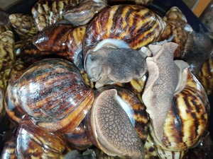 Ingredientes naturales de calidad premium de Caracol africano para aplicaciones cosméticas y culinarias disponibles para entrega rápida - Product Image 6