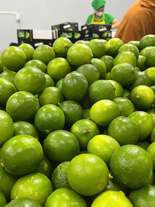 CITRONS VIETNAMIENS PREMIUM SANS GRAINES, FRAIS, JUS ET LONGUE DURÉE DE CONSERVATION - Product Image 6