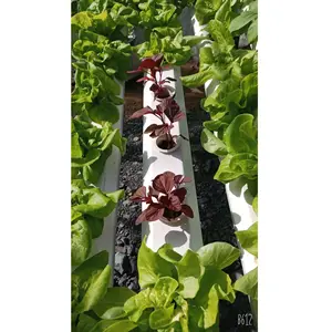 Flexible Manufacturing Horizontal Terrace Garden Automatic Hydroponic Vegetable Growing System With Substrate