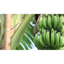 Bananes Plantain Cavendish Vertes Biologiques en Gros 20kg Prêtes à l'Exportation Chaîne du Froid - Product Image 4