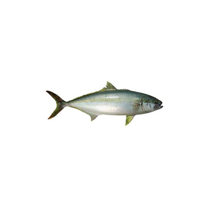 Pescado de salmón congelado Pescado de salmón del Pacífico a la venta - Product Image 1