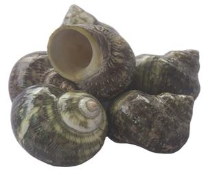 Carcasa Turbo pequeña SEASHELL JEWELRY Green Dark Kinds con motivo de técnica pintada Tamaño 6cm más - Product Image 5