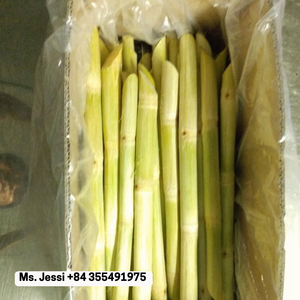 ¡Exportar! Palitos de caña de azúcar congelados, perfectos para bebidas y postres/Sra. Jessi - Product Image 5