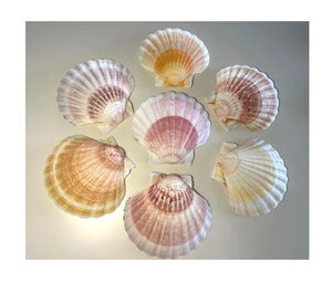 Coquilles Saint-Jacques de haute qualité, parfaites pour la fabrication de bougies, de porte-savon et la décoration intérieure sur le thème côtier - Product Image 1