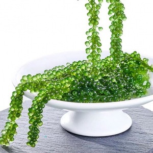 RAISINS DE MER DÉSHYDRATÉS, CAVIAR VERT, ARAROSEP ALGUES PRÊT POUR LE CLIENT DÉTAILLEUR ET GROS AU MEILLEUR PRIX - Product Image 3