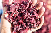 Premium Bio getrocknete Hibiskus-Blumen samen Natürliche Direkt ressourcen Pulver für gesunde Getränke Landwirtschaft produkte weltweit
