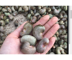 La cáscara de anacardo extremadamente barata se considera como anacardo hecho en Vietnam - Product Image 5