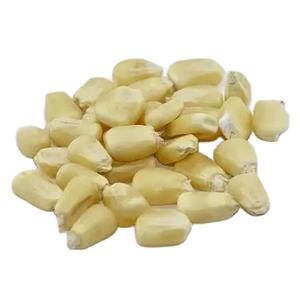 Maíz blanco de la mejor calidad, maíz blanco dulce estilo congelado a buen precio, venta al por mayor - Product Image 1