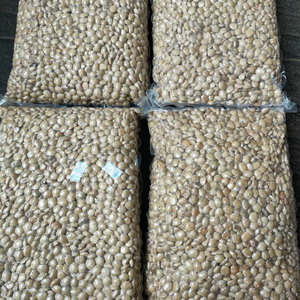 ถั่วซาชาอินชิพร้อมส่งออกจำนวนมากจากเวียดนาม - Product Image 1