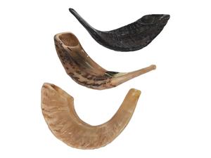 Shofar Kosher de la mejor calidad, Shofar de cuerno de carnero Natural para soplar y fines religiosos, pulido a mano - Product Image 4