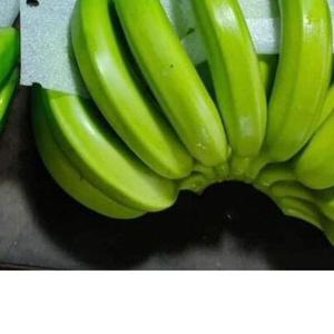 Venta caliente directa desde la granja Bananas frescas orgánicas verdes Proveedor directo - Product Image 3