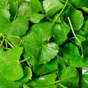 GOTU KOLA POLVO PREMIUM CALIDAD INGREDIENTE HERBAL NATURAL A GRANEL SUMINISTRO AL POR MAYOR PRODUCTO DE EXPORTACIÓN OFERTA CALIENTE TOP VENTAS - Product Image 6