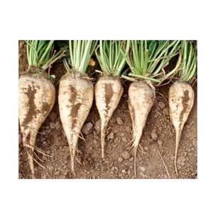 Remolacha azucarera fresca de alta calidad dulce para alimentos y productos agrícolas de alimentación animal - Product Image 4