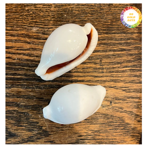 Conchas de óvulo de ovula con acabado brillante pulido de primera calidad/cauri de huevo/cauri de conejo blanco tamaño 5-8cm de Vietnam - Product Image 5