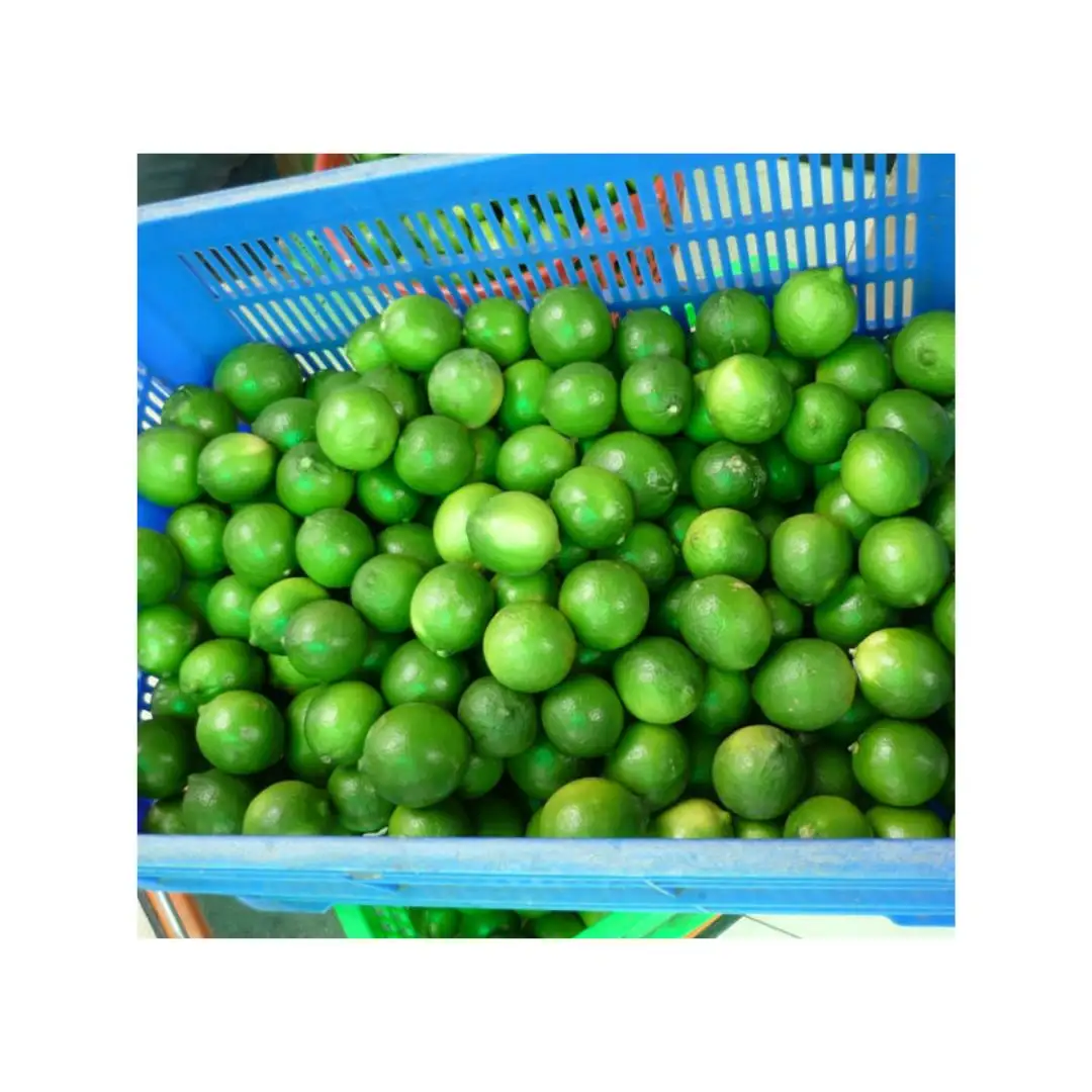Frische grüne Zitrusfrucht-frische Zitrone in Vietnam von Farm Wholesale Fresh Lime