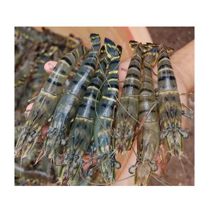 Camarones Tigre HOSO Congelados - Suministro al por Mayor de Camarones Tigre HOSO - Product Image 6