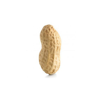 Arachides Jumbo Biologiques de Qualité Supérieure, Riches en Protéines, Séchées, Brutes, de Grade A, du Brésil, à Vendre