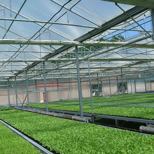 Invernadero Comercial Europeo para Fresas de 8x30m, Sistema Hidropónico, Control Climático Automático, Diseño de Alto Rendimiento, Invernadero de Policarbonato - Product Image 2