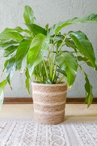 Jardinière en corde macramé unique pour une présentation créative des plantes, ajoutant un caractère artisanal à la décoration de la maison - Product Image 2