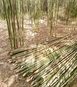 2025 Poteaux de bambou de haute qualité HD Farm Matières premières de bambou de qualité du Vietnam - Product Image 4