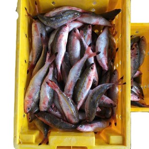 Fusilero rojo congelado de calidad de exportación, pescado redondo entero, proveedor directo de fábrica de Vietnam - Product Image 3