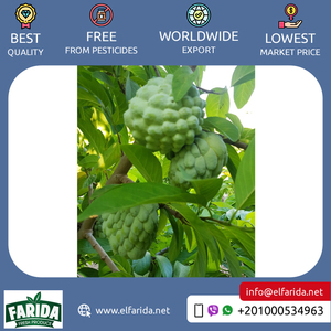 Bán buôn số lượng nhà cung cấp của chất lượng tốt ngon và hương vị ngọt ngào trái cây tự nhiên tươi mãng cầu táo từ Ai Cập - Product Image 4