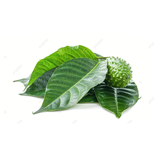 Feuilles de corossol séchées naturelles Produit agricole sans produits chimiques - Product Image 1