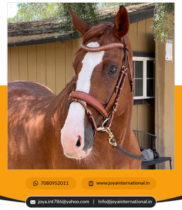 Nouveau design, vente en gros de produits pour chevaux, bride à mordiller en cuir du fabricant indien pliante - Product Image 4