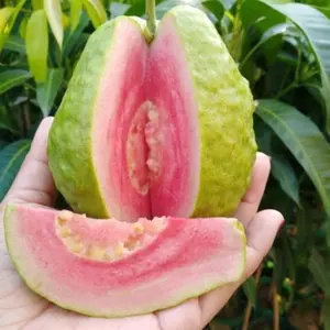 卸売購入のための最高品質の良い味の新鮮なフルーツGuava-ベトナムからの新鮮なGuavaトロピカルフルーツ