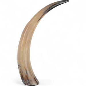 Corne de buffle décorative unique polie naturelle faite à la main élégante pour le salon et le bureau au prix de gros - Product Image 4