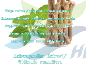 HGO Suministro directo de fábrica de extracto puro natural de Ashwagandha Withania somnifera (grado alimenticio) Especificación 10:1 (extracto de proporción) - Product Image 5