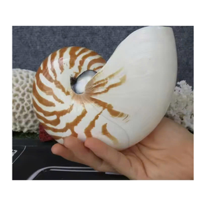 Nautilus Shell hecho a mano por artesanos vietnamitas para decoración de interiores de lujo y uso de coleccionistas - Product Image 6