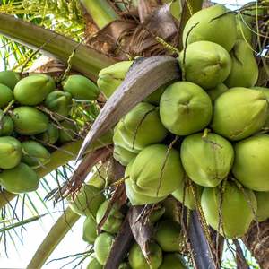 Coco Fresco de Vietnam de Alta Calidad para Alimentos y Bebidas - Product Image 5