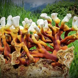 Antler Reishi Vietnam Lingzhi al mejor precio, Reishi de cornamenta orgánica de Vietnam - Product Image 1