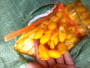 Natural Golden <b>Silkworm</b> Cocoon Lot | For Silk Waste Processing | Beauty & Medical Applications - Product Image 3