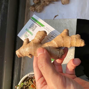Gingembre/Gengibre/Shouga hybride frais de haute qualité à 100% au Vietnam avec un prix de gros compétitif - Product Image 2