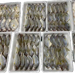 ปลาโพนี่ฟิชแช่แข็งทั้งตัว อาหารทะเลเวียดนาม คุณภาพสูง บรรจุภัณฑ์สุญญากาศ ราคาขายส่งที่แข่งขันได้ - Product Image 6