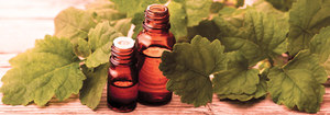 Aceite esencial de pachulí puro 100%, venta al por mayor, aceite esencial de pachulí a granel, aceite esencial de pachulí natural y puro - Product Image 4