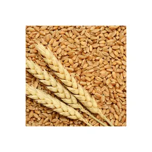 도매 공급 업체 유기농 통밀 곡물 저렴한 가격에 판매