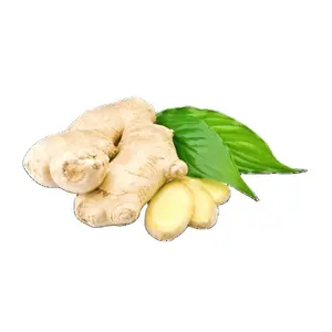 Best Choice New Harvested Ginger - Fresh Spice From Vietnam For Wholesale Ready To Deliver Worldwide Sample Available
