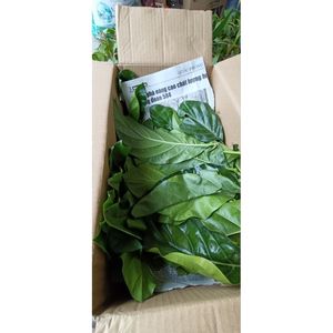 Feuilles de noni séchées tropicales du Vietnam pour les acheteurs de produits à base de plantes et les marques naturelles - Product Image 4