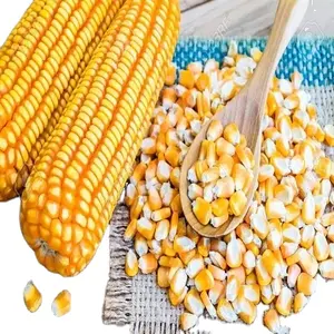 Best Price Dry Yellow Corn For Animal Feed Export Quality Discount Price for Bulk Buyer