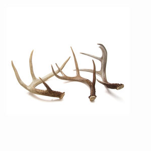 Pièces de faisceau de bois de cerf de Virginie Bois de cerf rouge de qualité - Product Image 5