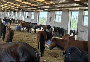 <span class=keywords><strong>Bebederos</strong></span> <span class=keywords><strong>para</strong></span> Animales con 2 Orificios Anticongelantes, Sin Necesidad <span class=keywords><strong>de</strong></span> Romper Hielo, Bebedero <span class=keywords><strong>para</strong></span> Ganado, Oferta <span class=keywords><strong>de</strong></span> Invierno - Product Image 6