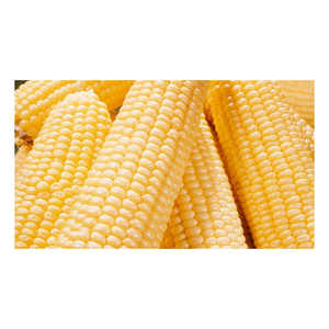 ข้าวโพดสีเหลือง/ข้าวโพดสีขาว/ข้าวโพดสำหรับขาย - Product Image 4