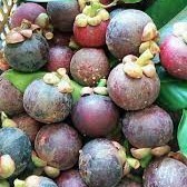 Thailand Beste Biologische Verse Mangosteen, in doos verpakt, natuurlijk zoet en voedzaam, Khey Taladthai Graad A, 8kg, 1-2 weken houdbaarheid