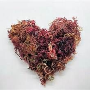 Musgo marino seco de alta calidad al mejor precio con embalaje OEM de Vietnam - Product Image 4