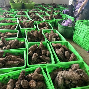 IQF Frozen Purple Yam Puree Origin Vietnam Pure in Bulk Packaging - Product Image 6