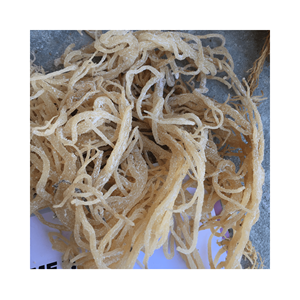 Vente en gros de produits d'algues Cottonii-Gold & Purple Irish Seamoss - Fresh Raw Eucheuma Cottonii Seaweed - Nutrition Seafood - Product Image 2